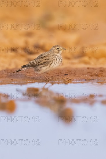 Meadow Pipit (Anthus pratensis) on a farmers field, Belchite, Aragon, Saragossa, Spain