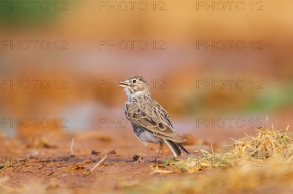 Meadow Pipit (Anthus pratensis) on a farmers field, Belchite, Aragon, Saragossa, Spain