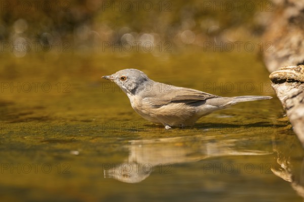 Western subalpine warbler (Curruca iberiae) at a water pool, Pinos, Solsona, Catalonia, Spain