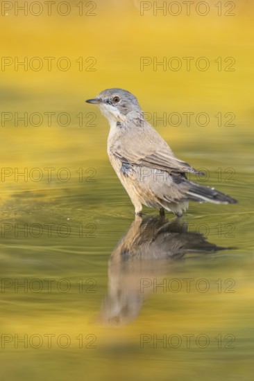 Western subalpine warbler (Curruca iberiae) at a water pool, Pinos, Solsona, Catalonia, Spain