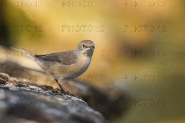Western subalpine warbler (Curruca iberiae) sitting on a rock, Pinos, Solsona, Catalonia, Spain