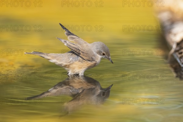 Western subalpine warbler (Curruca iberiae) at a water pool, Pinos, Solsona, Catalonia, Spain