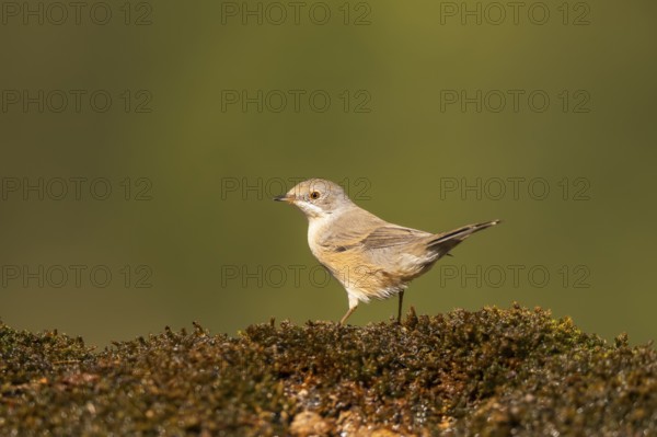 Western subalpine warbler (Curruca iberiae) sitting on a moss in a forest, Pinos, Solsona, Catalonia, Spain