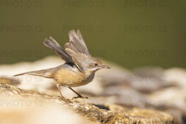 Western subalpine warbler (Curruca iberiae) sitting on a rock, Pinos, Solsona, Catalonia, Spain