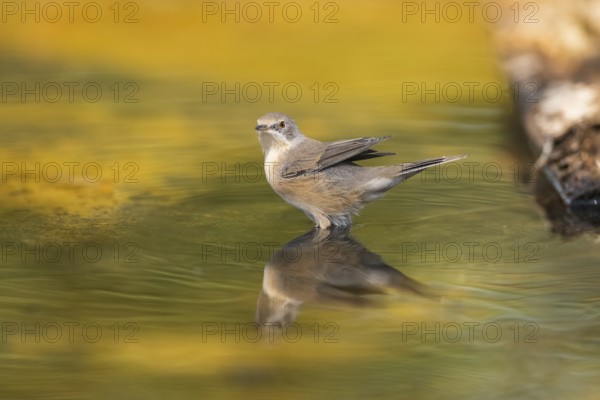 Western subalpine warbler (Curruca iberiae) at a water pool, Pinos, Solsona, Catalonia, Spain