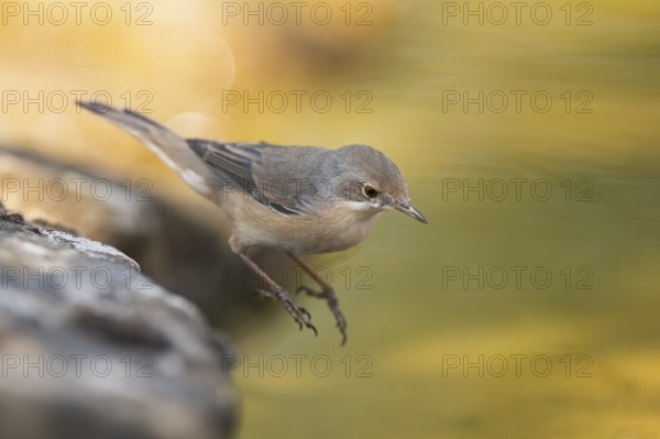 Western subalpine warbler (Curruca iberiae) at a water pool, Pinos, Solsona, Catalonia, Spain