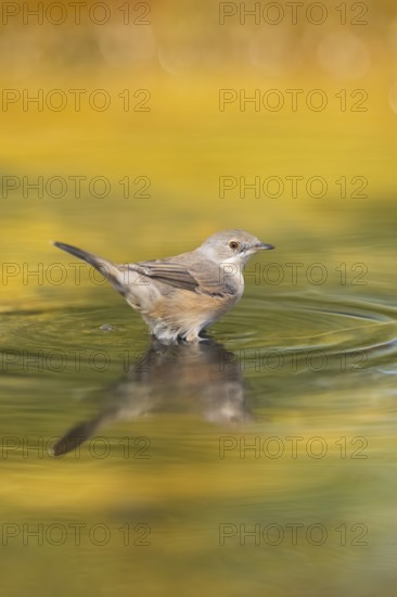 Western subalpine warbler (Curruca iberiae) at a water pool, Pinos, Solsona, Catalonia, Spain