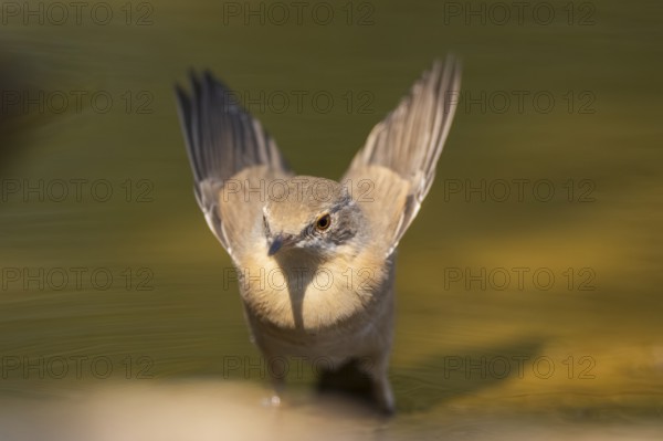 Western subalpine warbler (Curruca iberiae) at a water pool, Pinos, Solsona, Catalonia, Spain
