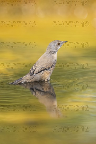 Western subalpine warbler (Curruca iberiae) at a water pool, Pinos, Solsona, Catalonia, Spain