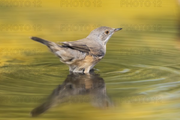 Western subalpine warbler (Curruca iberiae) at a water pool, Pinos, Solsona, Catalonia, Spain