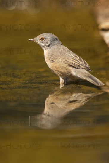 Western subalpine warbler (Curruca iberiae) at a water pool, Pinos, Solsona, Catalonia, Spain