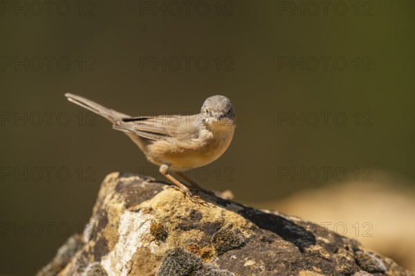 Western subalpine warbler (Curruca iberiae) sitting on a rock, Pinos, Solsona, Catalonia, Spain