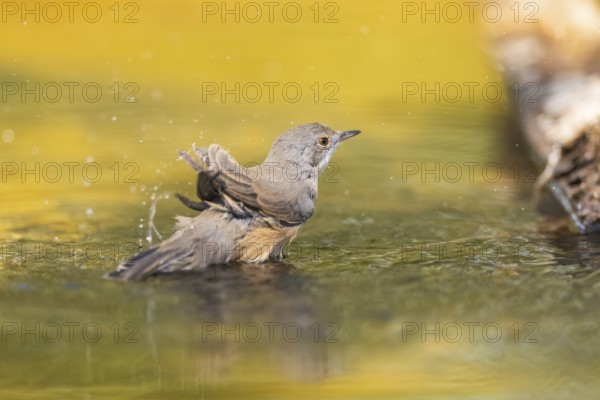 Western subalpine warbler (Curruca iberiae) at a water pool, Pinos, Solsona, Catalonia, Spain