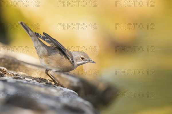 Western subalpine warbler (Curruca iberiae) sitting on a rock, Pinos, Solsona, Catalonia, Spain