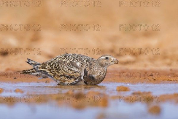 Black-bellied Sandgrouse (Pterocles orientalis) on a farmers field, Belchite, Aragon, Saragossa, Spain