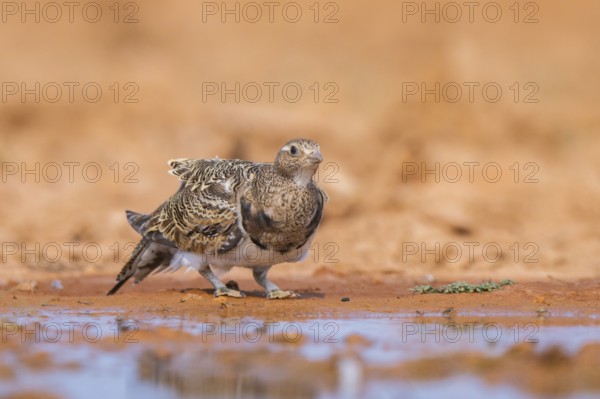 Black-bellied Sandgrouse (Pterocles orientalis) on a farmers field, Belchite, Aragon, Saragossa, Spain