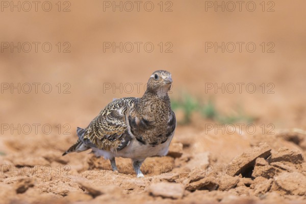 Black-bellied Sandgrouse (Pterocles orientalis) on a farmers field, Belchite, Aragon, Saragossa, Spain