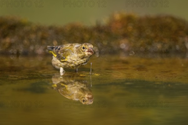 European greenfinch (Chloris chloris) at a water pool, Pinos, Solsona, Catalonia, Spain