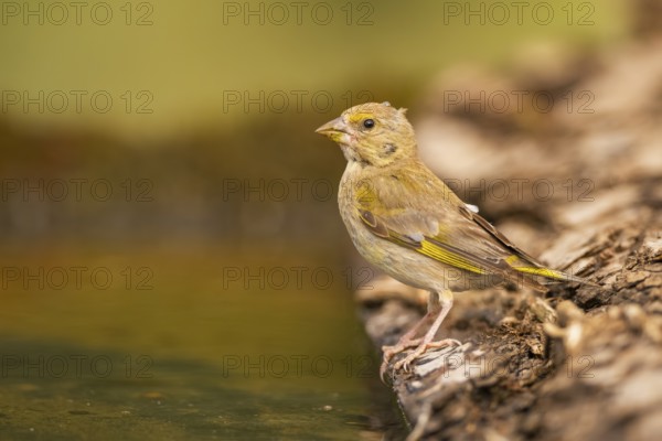 European greenfinch (Chloris chloris) at a water pool, Pinos, Solsona, Catalonia, Spain