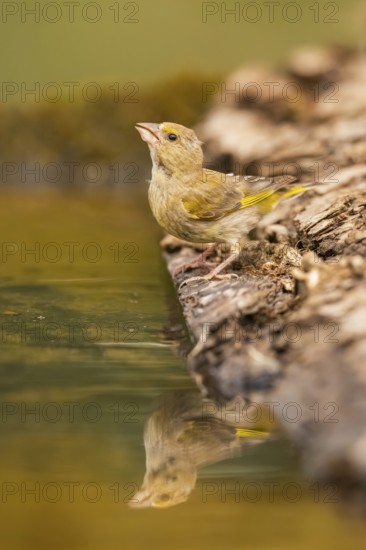 European greenfinch (Chloris chloris) at a water pool, Pinos, Solsona, Catalonia, Spain