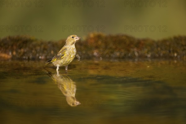 European greenfinch (Chloris chloris) at a water pool, Pinos, Solsona, Catalonia, Spain