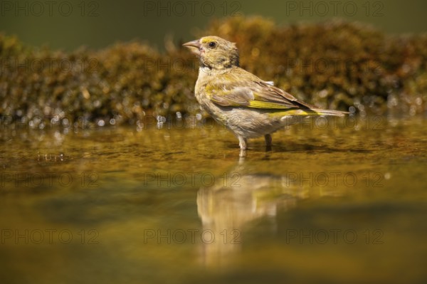 European greenfinch (Chloris chloris) at a water pool, Pinos, Solsona, Catalonia, Spain