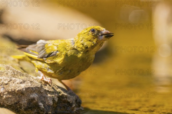 European greenfinch (Chloris chloris) at a water pool, Pinos, Solsona, Catalonia, Spain