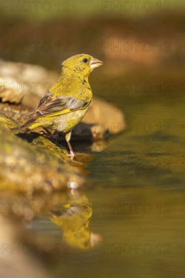 European greenfinch (Chloris chloris) at a water pool, Pinos, Solsona, Catalonia, Spain