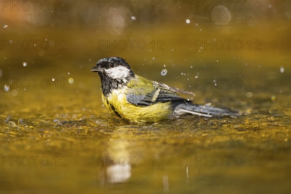 Great Tit (Parus major) bathing in a water pool, Pinos, Solsona, Catalonia, Spain