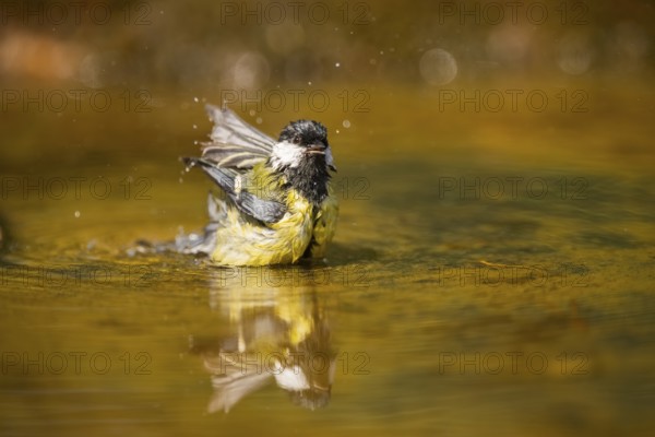 Great Tit (Parus major) bathing in a water pool, Pinos, Solsona, Catalonia, Spain