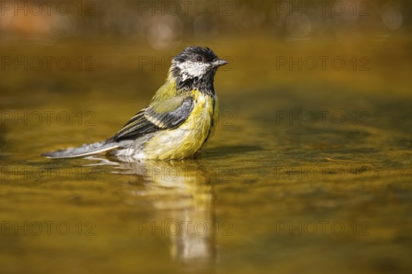 Great Tit (Parus major) bathing in a water pool, Pinos, Solsona, Catalonia, Spain