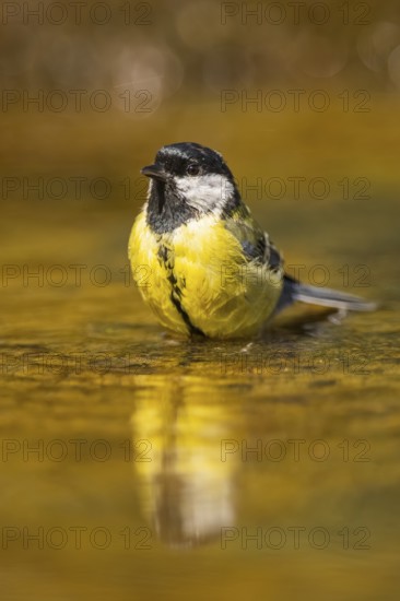 Great Tit (Parus major) bathing in a water pool, Pinos, Solsona, Catalonia, Spain