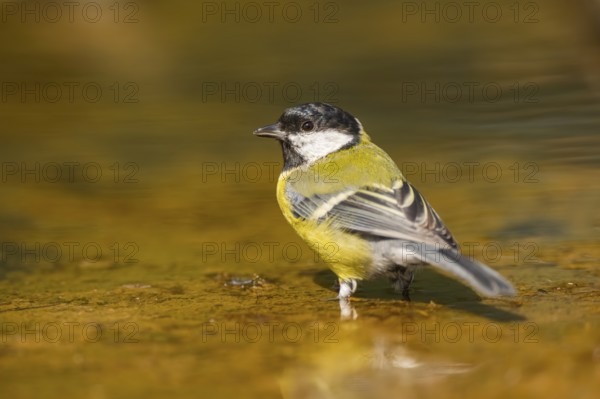 Great Tit (Parus major) at a water pool, Pinos, Solsona, Catalonia, Spain