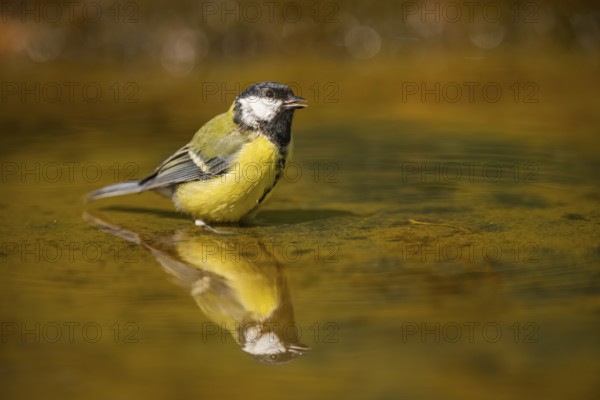 Great Tit (Parus major) bathing in a water pool, Pinos, Solsona, Catalonia, Spain
