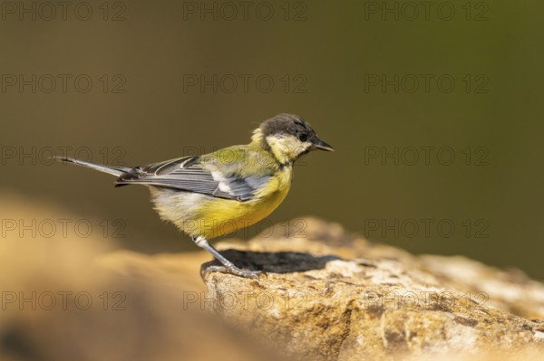 Great Tit (Parus major) sitting on a rock, Pinos, Solsona, Catalonia, Spain