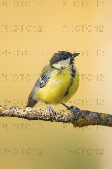 Great Tit (Parus major) sitting on a branch of a tree, Pinos, Solsona, Catalonia, Spain