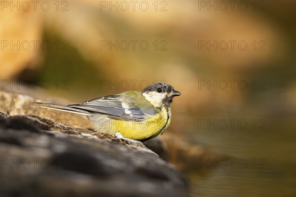 Great Tit (Parus major) at a water pool, Pinos, Solsona, Catalonia, Spain