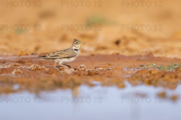 Calandra lark (Melanocorypha calandra) on a farmers field, Belchite, Aragon, Saragossa, Spain