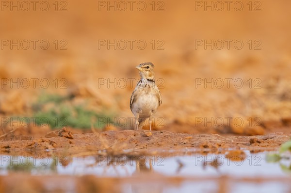 Calandra lark (Melanocorypha calandra) on a farmers field, Belchite, Aragon, Saragossa, Spain