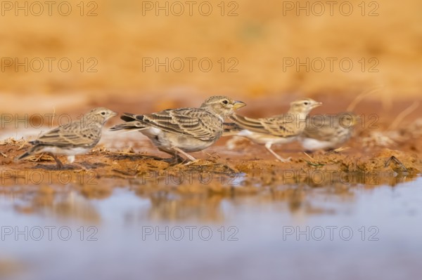Greater short-toed lark (Calandrella brachydactyla) on a farmers field, Belchite, Aragon, Saragossa, Spain