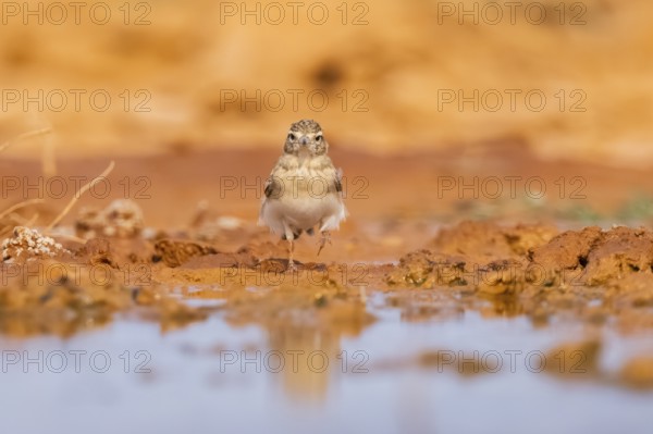 Greater short-toed lark (Calandrella brachydactyla) on a farmers field, Belchite, Aragon, Saragossa, Spain