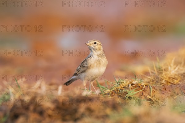 Greater short-toed lark (Calandrella brachydactyla) on a farmers field, Belchite, Aragon, Saragossa, Spain