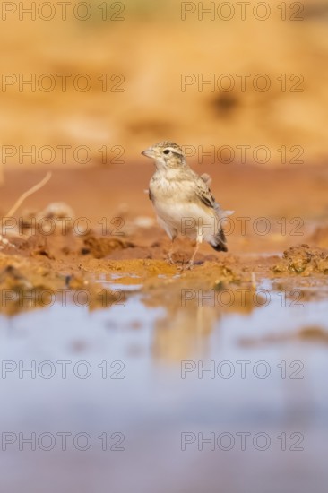 Greater short-toed lark (Calandrella brachydactyla) on a farmers field, Belchite, Aragon, Saragossa, Spain