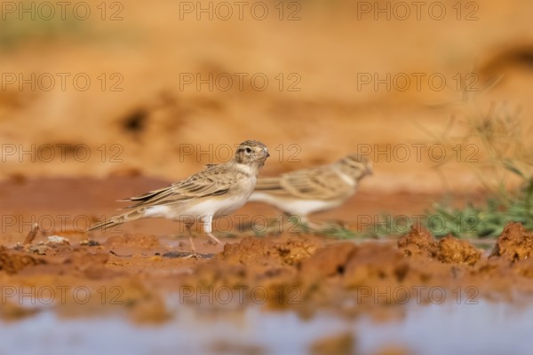 Greater short-toed lark (Calandrella brachydactyla) on a farmers field, Belchite, Aragon, Saragossa, Spain