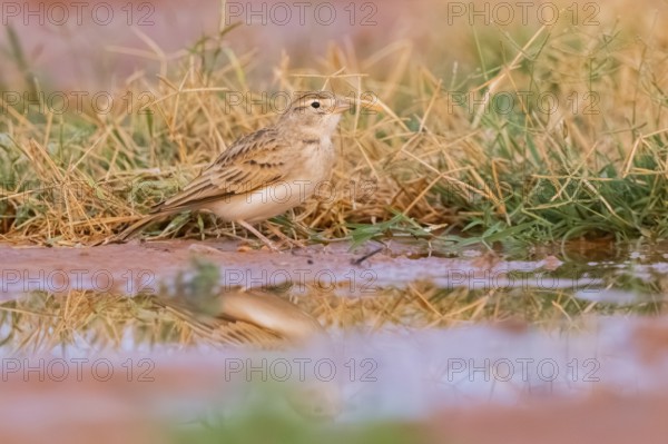 Greater short-toed lark (Calandrella brachydactyla) on a farmers field, Belchite, Aragon, Saragossa, Spain