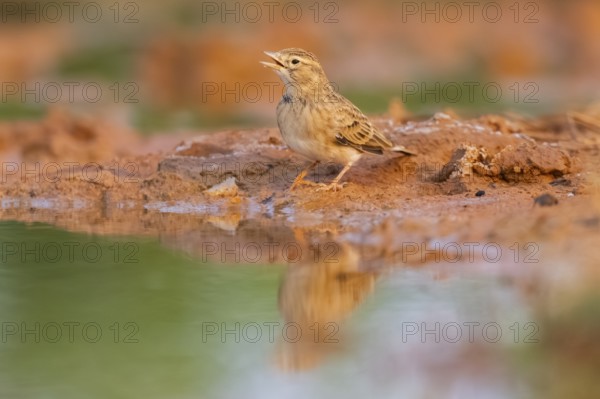 Greater short-toed lark (Calandrella brachydactyla) on a farmers field, Belchite, Aragon, Saragossa, Spain