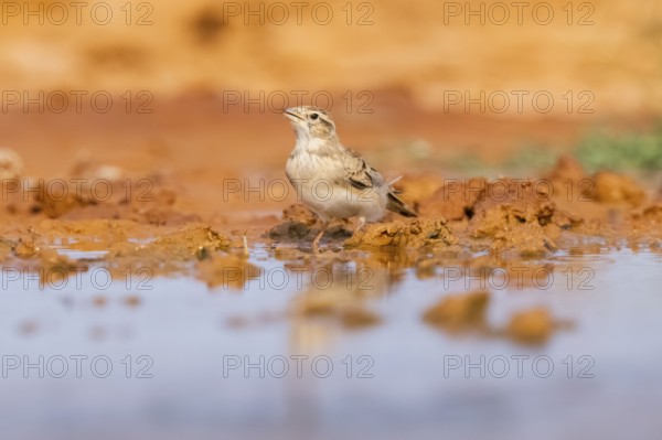 Greater short-toed lark (Calandrella brachydactyla) on a farmers field, Belchite, Aragon, Saragossa, Spain