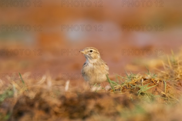Greater short-toed lark (Calandrella brachydactyla) on a farmers field, Belchite, Aragon, Saragossa, Spain