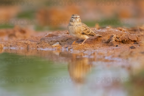 Greater short-toed lark (Calandrella brachydactyla) on a farmers field, Belchite, Aragon, Saragossa, Spain