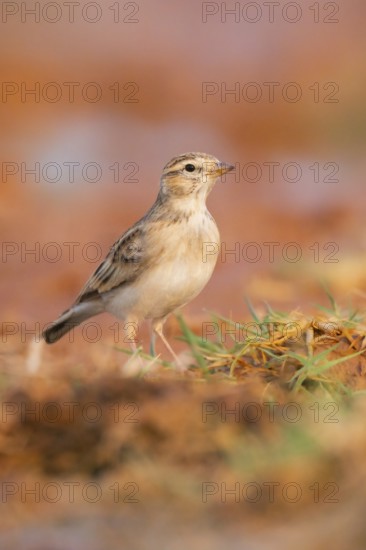 Greater short-toed lark (Calandrella brachydactyla) on a farmers field, Belchite, Aragon, Saragossa, Spain